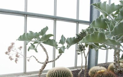 Pourquoi choisir la location meublée ?