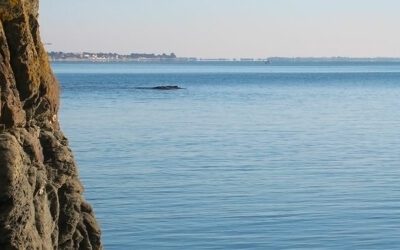 CIIC : Crédit d’Impôt pour les Investissements en Corse