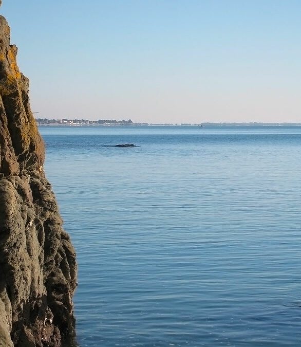 CIIC : Crédit d’Impôt pour les Investissements en Corse